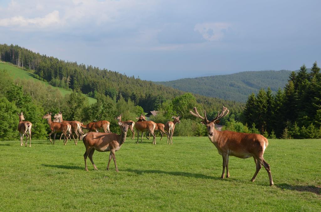 Wildwiesenhof Miesenbach  Eksteriør bilde