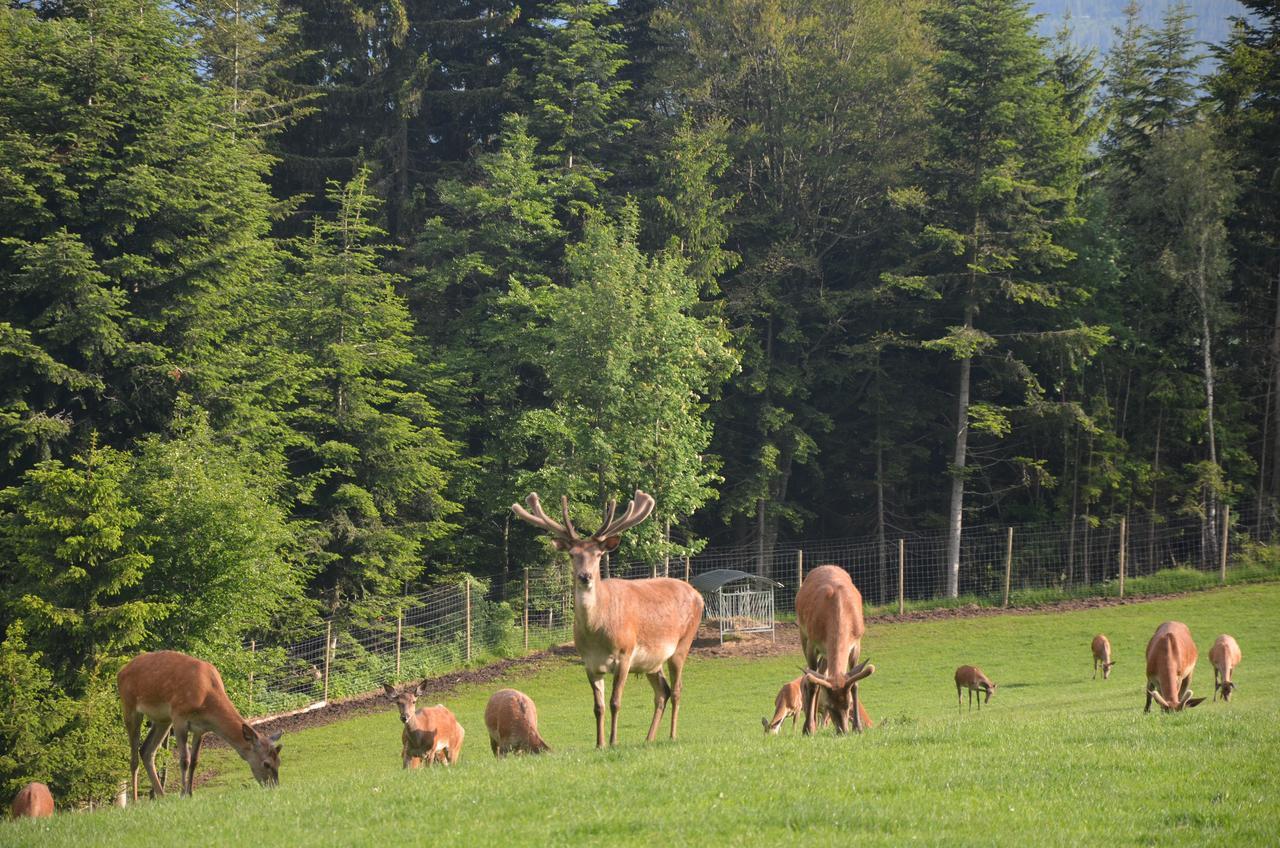 Wildwiesenhof Miesenbach  Eksteriør bilde